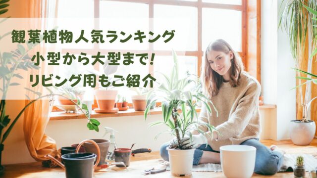 観葉植物人気ランキング小型から大型まで!リビング用もご紹介 - ぽっ 